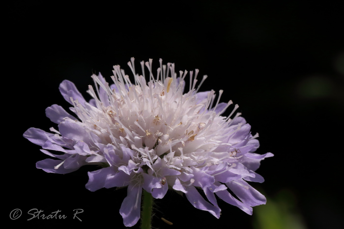 Image of Knautia arvensis specimen.