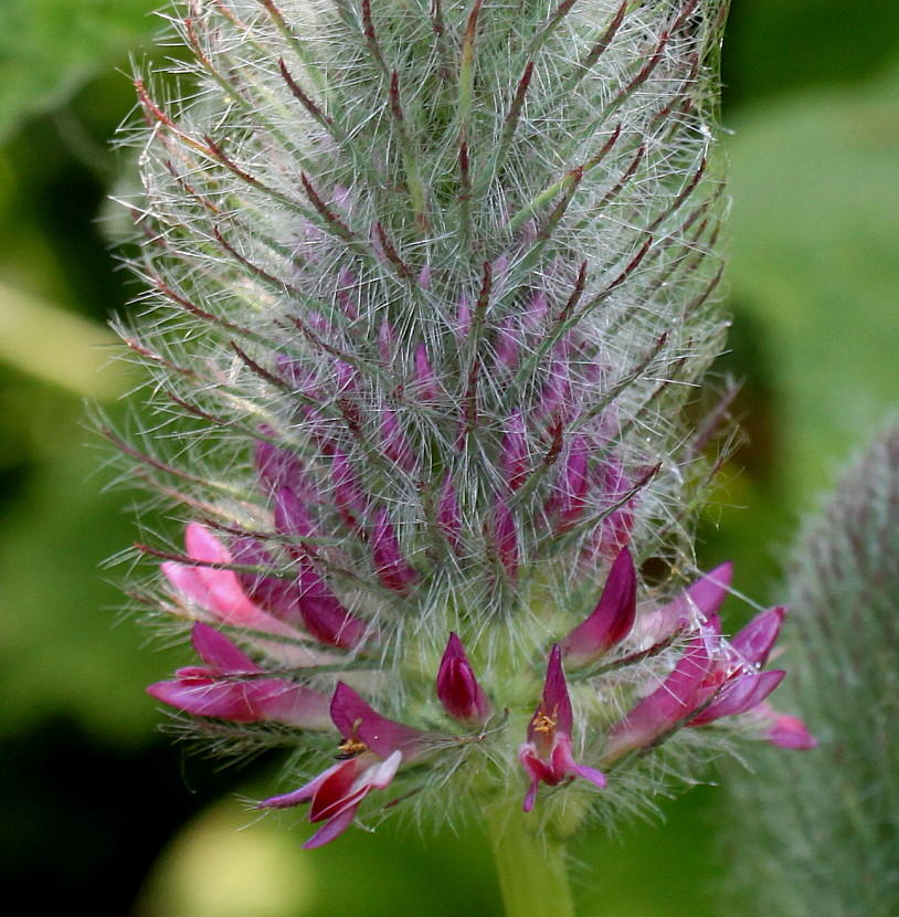 Image of Trifolium rubens specimen.