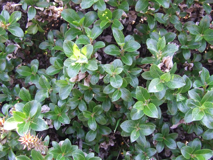 Image of Salix myrsinites specimen.