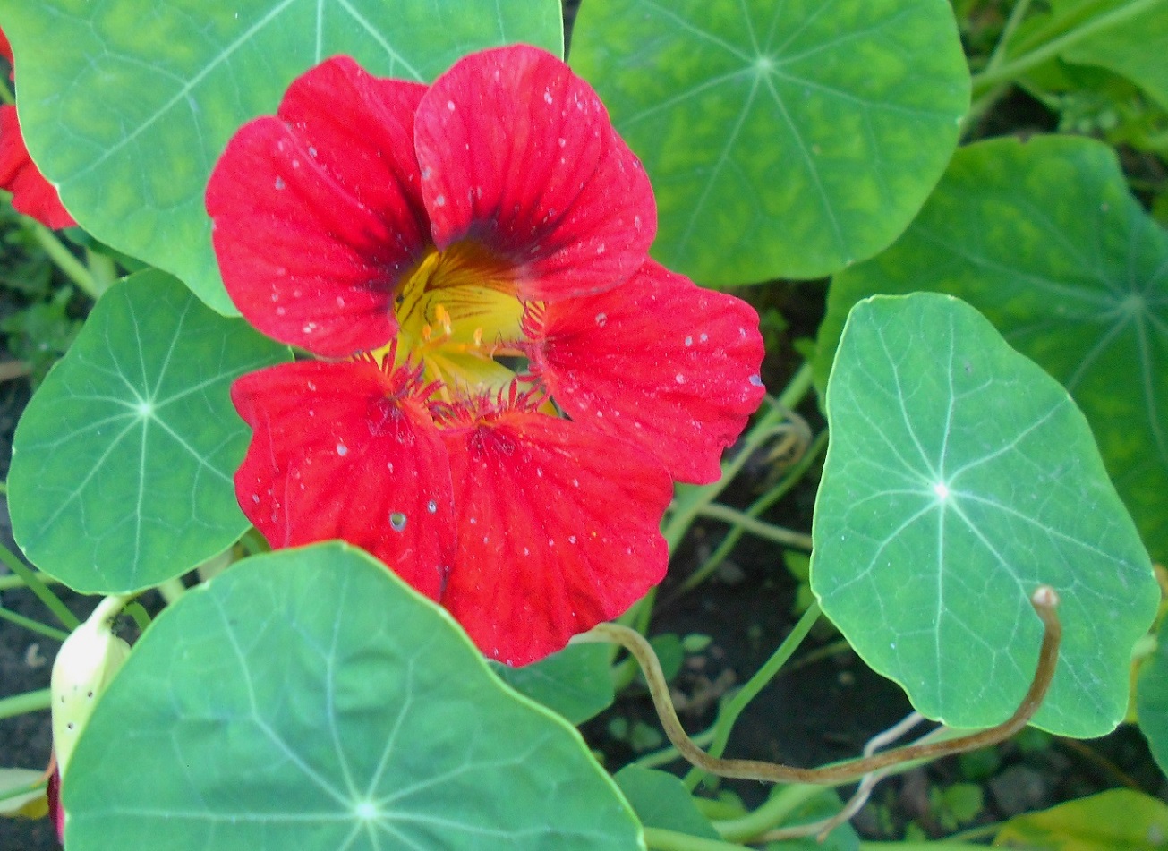 Изображение особи Tropaeolum majus.