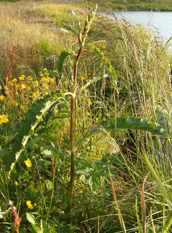 Image of Rumex longifolius specimen.