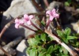Смотреть изображение Putoria calabrica