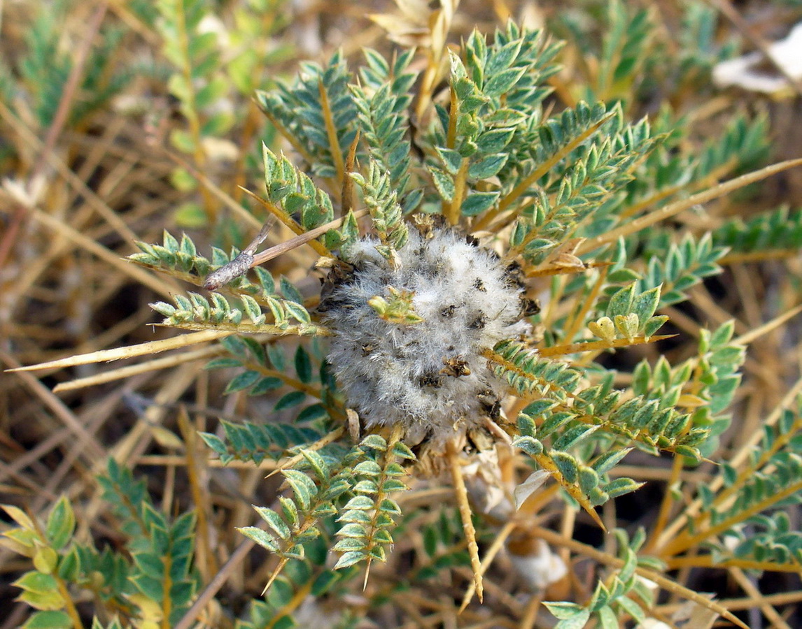 Image of genus Astracantha specimen.