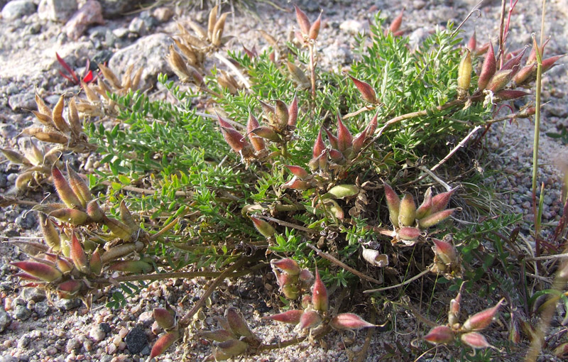 Изображение особи Oxytropis sordida.