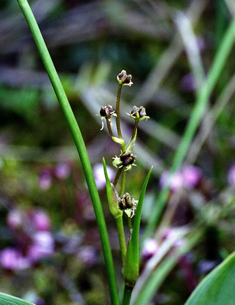 Image of Scheuchzeria palustris specimen.