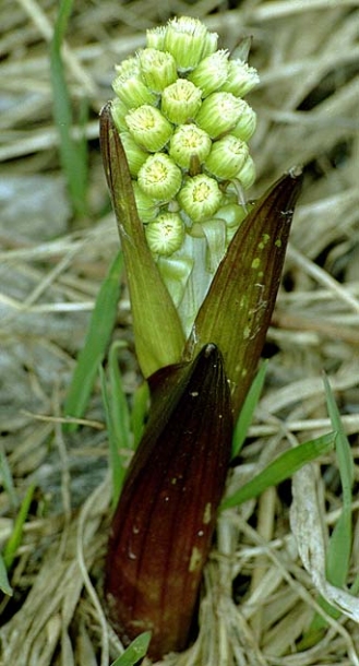 Изображение особи Petasites spurius.