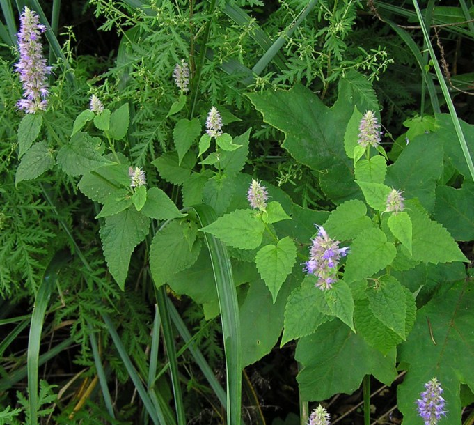 Изображение особи Agastache rugosa.