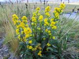 Solidago virgaurea subspecies lapponica. Цветущее растение. Приполярный Урал, хр. Малдынырд, долина р. Балбанью, каменистая плоская вершинка. 17.07.2012.