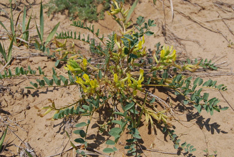 Image of Astragalus altaicola specimen.