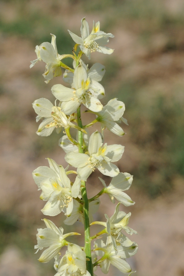 Image of Delphinium semibarbatum specimen.