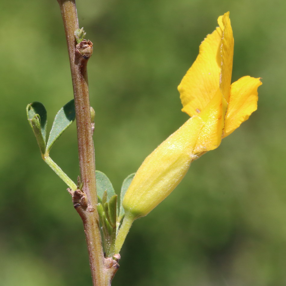 Image of Chamaecytisus ruthenicus specimen.