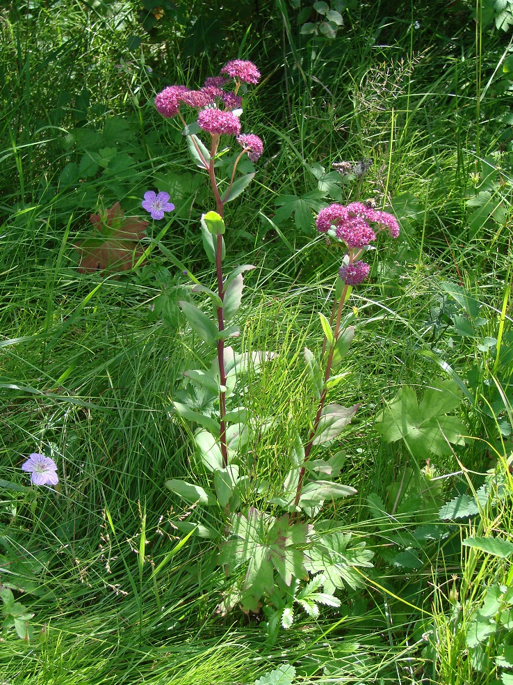 Изображение особи Hylotelephium triphyllum.