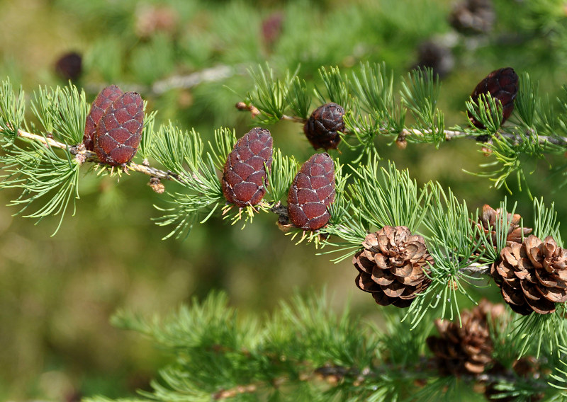 Image of Larix sibirica specimen.