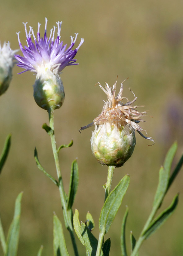 Image of Acroptilon repens specimen.