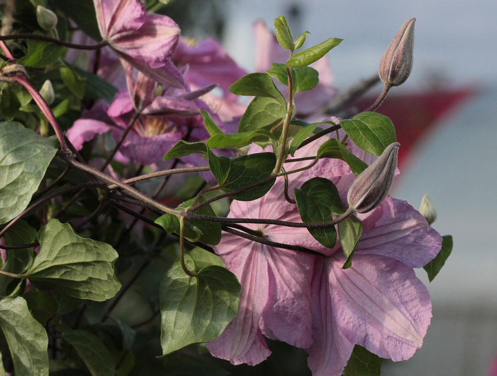 Изображение особи Clematis &times; jackmanii.