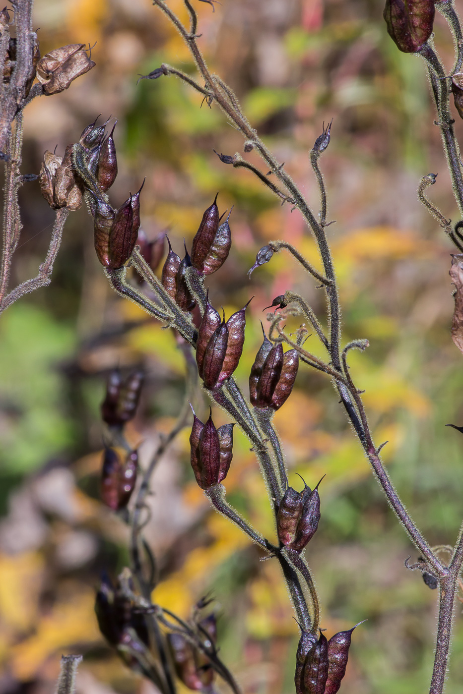 Image of Aconitum septentrionale specimen.