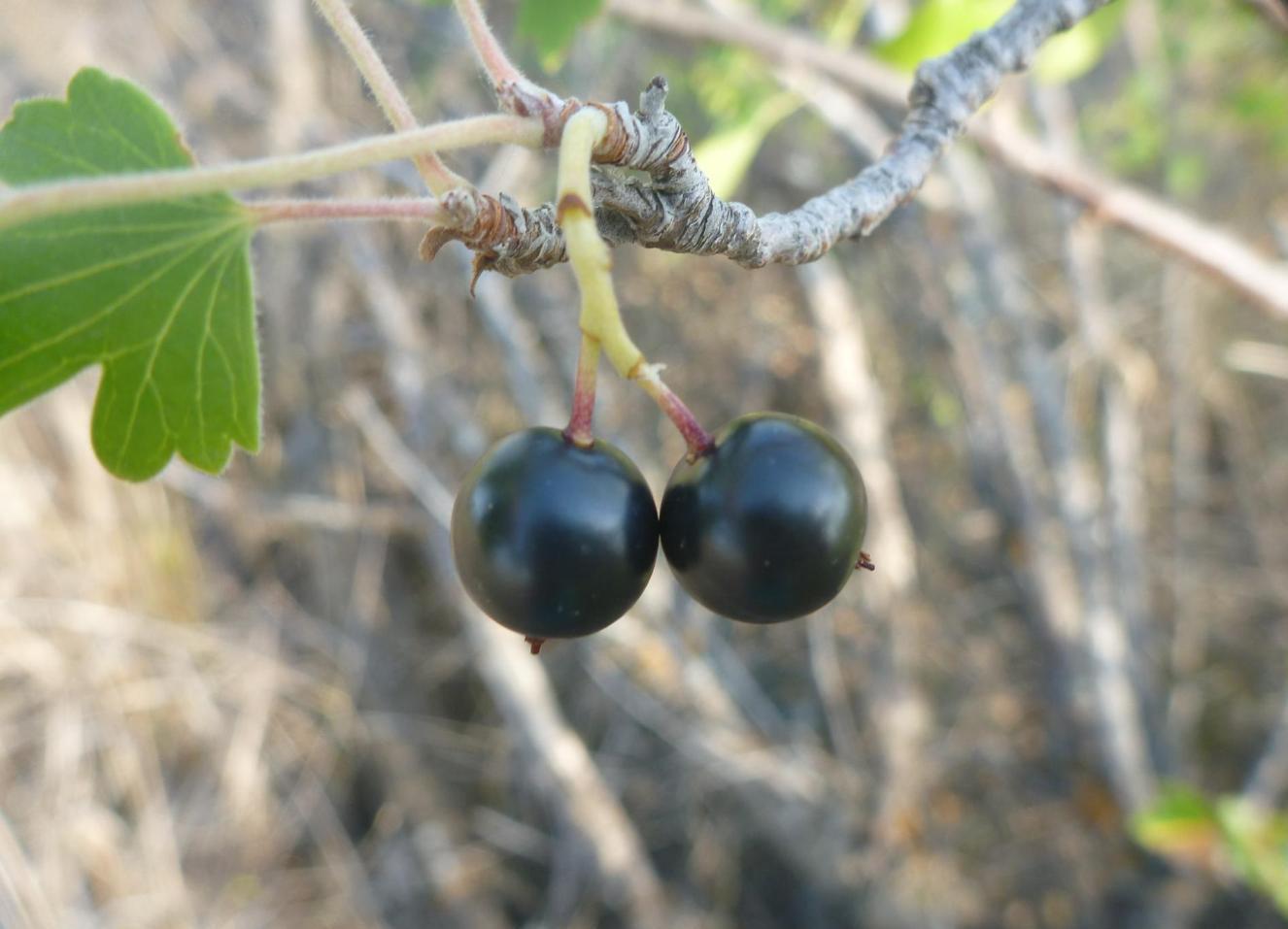 Image of Ribes aureum specimen.