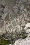 Seseli marginatum. Перезимовавшее растение в начале периода вегетации. Южный Казахстан, горы Алатау (Даубаба), Западное ущелье. 11.04.2014.