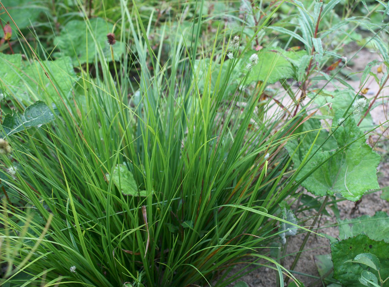 Image of Carex media specimen.