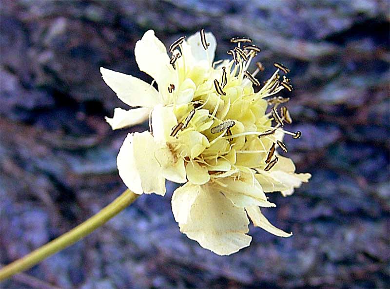 Изображение особи Cephalaria dagestanica.