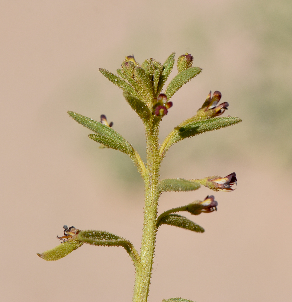 Image of Cleome amblyocarpa specimen.