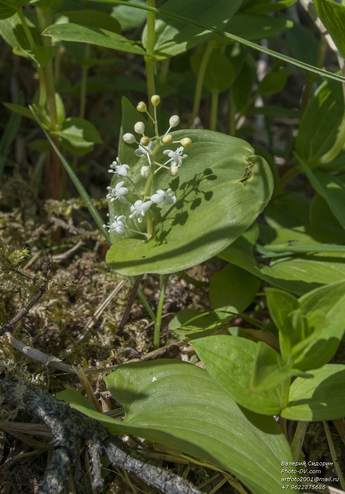 Image of Maianthemum dilatatum specimen.