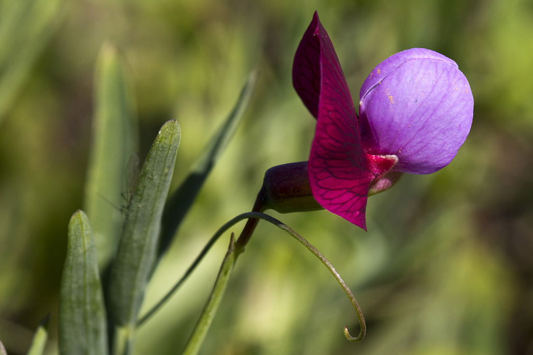 Image of Lathyrus clymenum specimen.