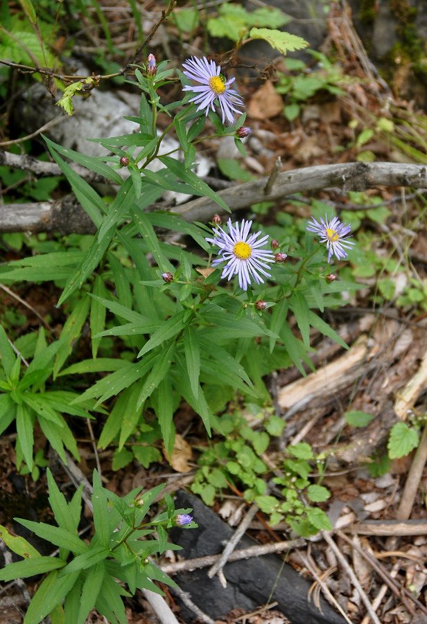 Image of Aster maackii specimen.