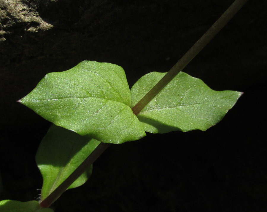 Image of Stellaria neglecta specimen.