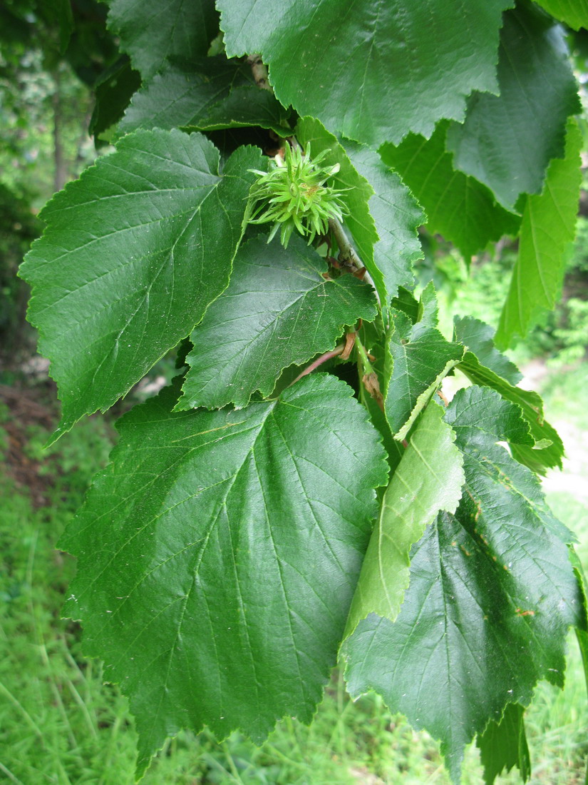 Image of Corylus colurna specimen.