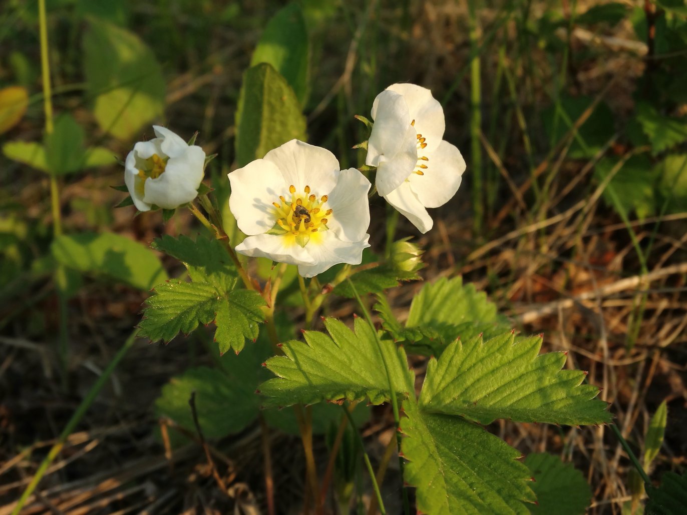 Изображение особи род Fragaria.