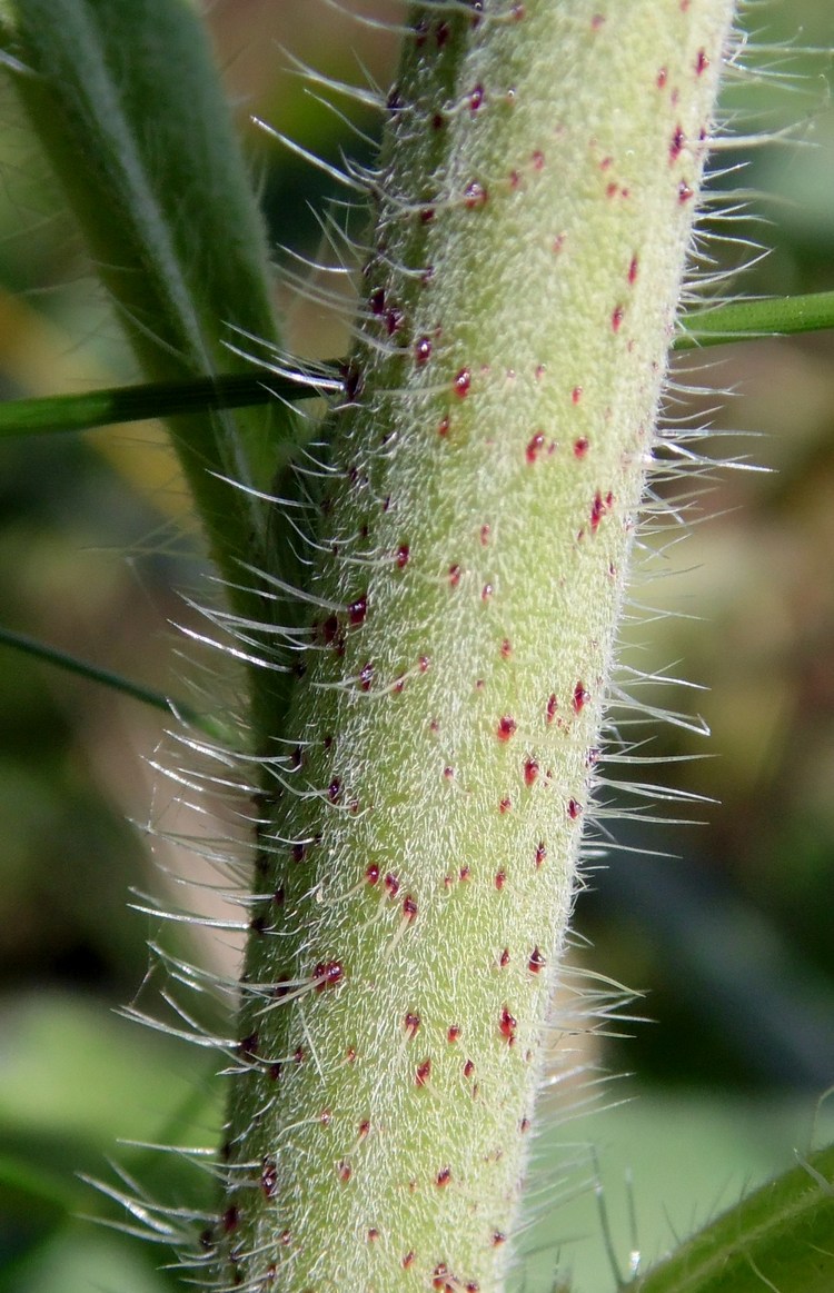 Image of Echium vulgare specimen.