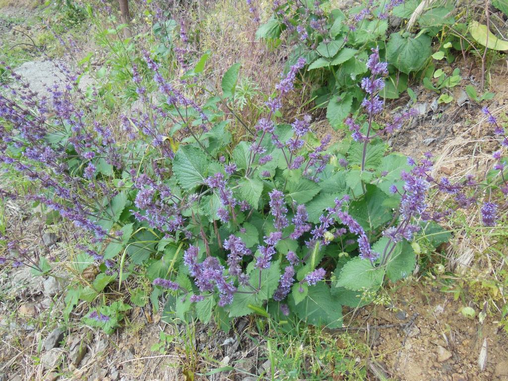 Изображение особи Salvia verticillata.