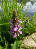 Stachys palustris. Соцветие. Марий Эл, г. Йошкар-Ола, берег Малой Кокшаги. 22.06.2016.