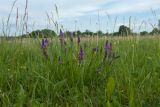 Polygala comosa. Цветущее растение. Псковская обл., Печорский р-н, окр. дер. Изборск, Словенское поле, суходольный луг на известняке. 28.05.2016.