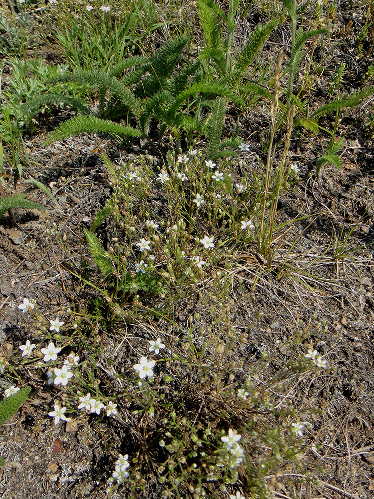 Image of Minuartia verna specimen.