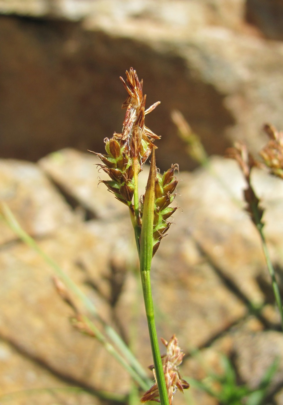 Image of genus Carex specimen.