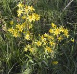 Senecio jacobaea