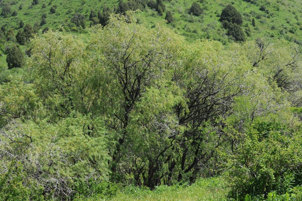 Изображение особи Salix niedzwieckii.