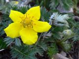 Potentilla anserina. Цветок и бутон. Свердловская обл., окр. г. Североуральск, склон верхней террасы р. Вагран. 22.06.2008.