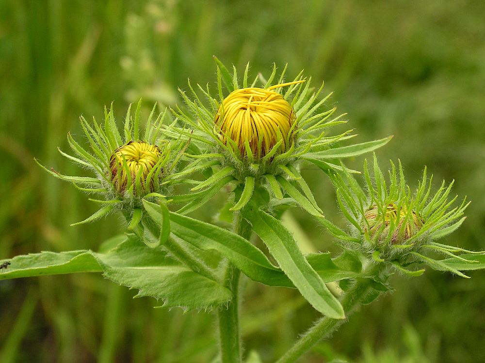 Изображение особи Inula britannica.