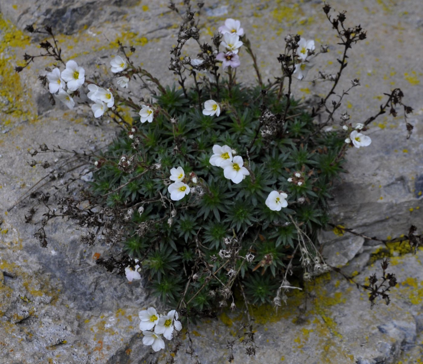 Изображение особи Saxifraga scardica.