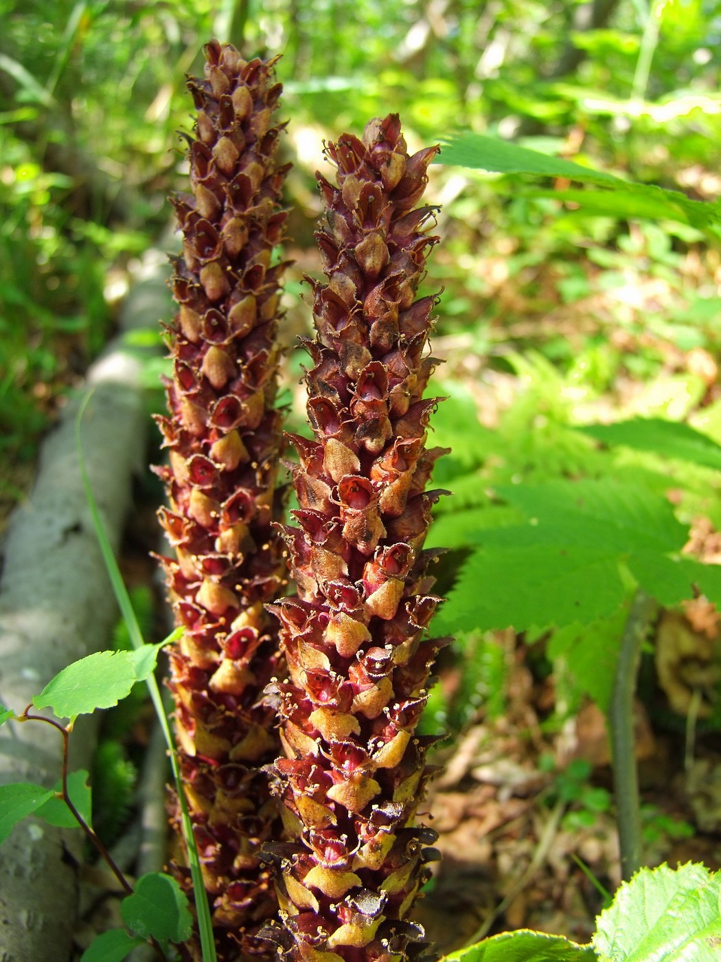 Image of Boschniakia rossica specimen.