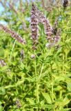 Mentha spicata