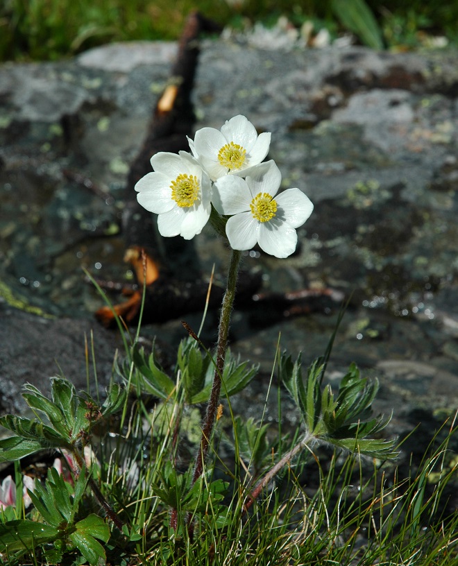 Изображение особи Anemonastrum sibiricum.