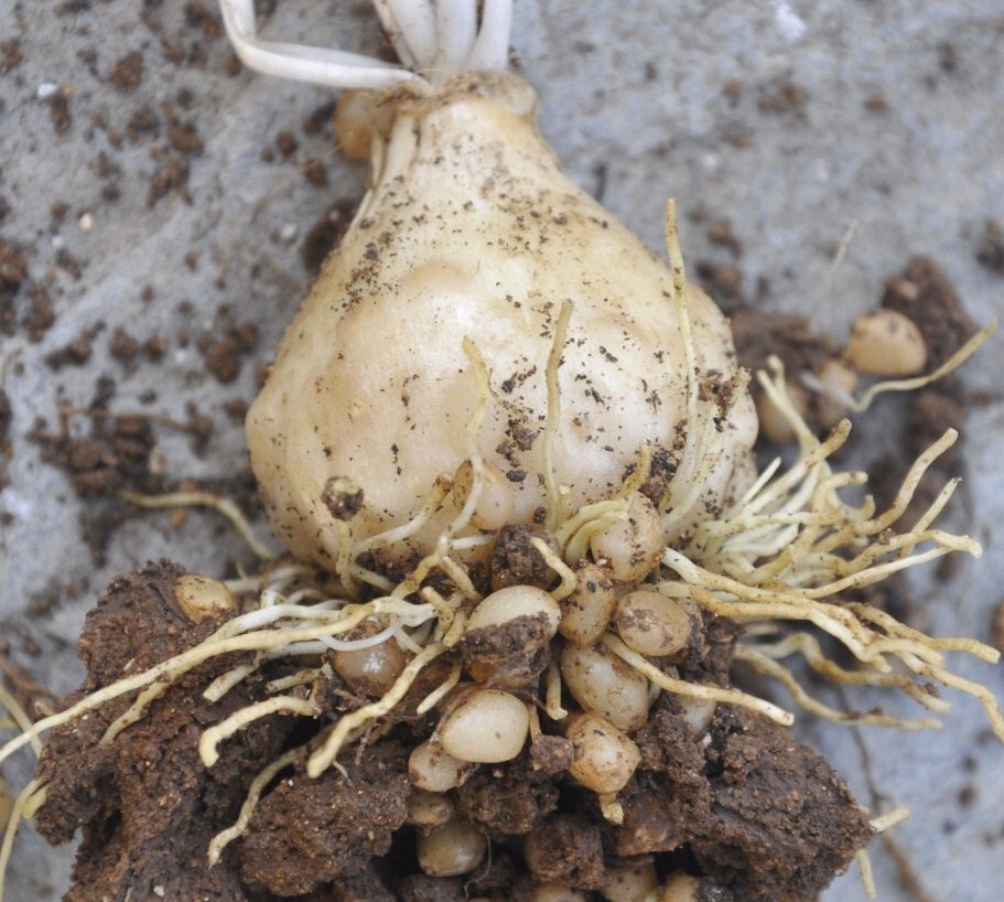 Image of Ornithogalum wiedemannii specimen.