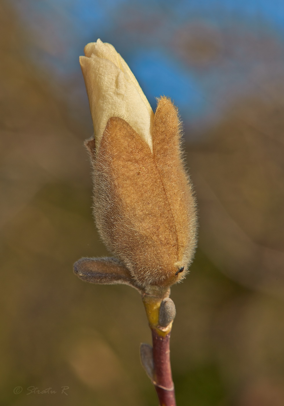 Image of Magnolia &times; loebneri specimen.