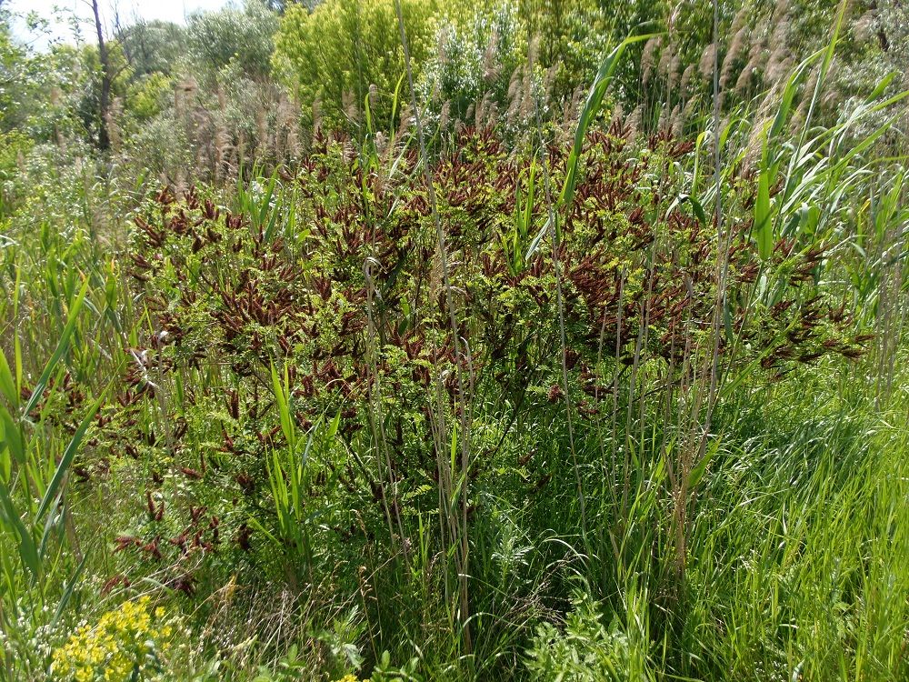 Изображение особи Amorpha fruticosa.