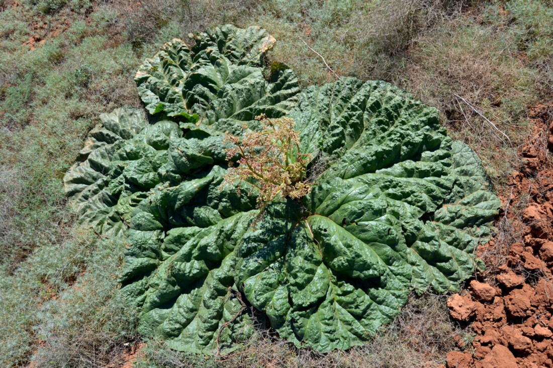 Image of Rheum tataricum specimen.