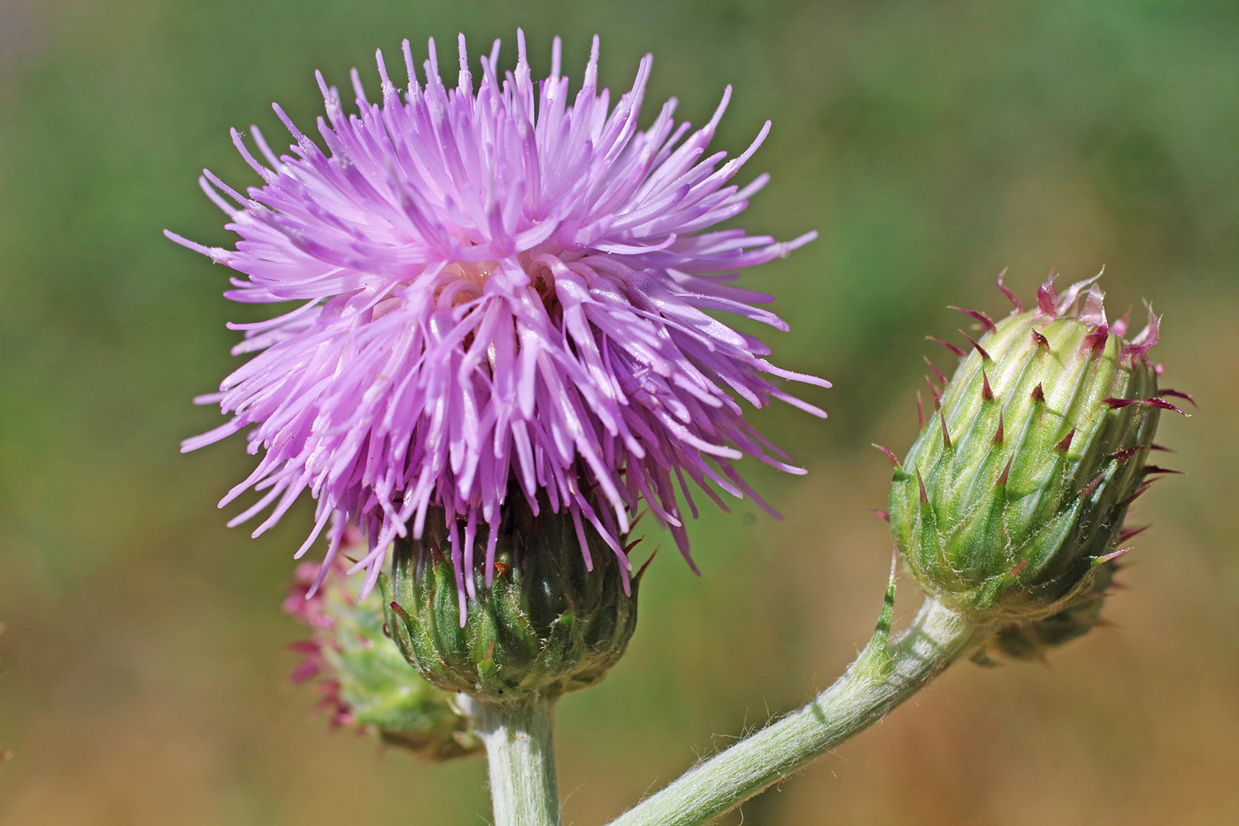 Изображение особи Cirsium ochrolepideum.